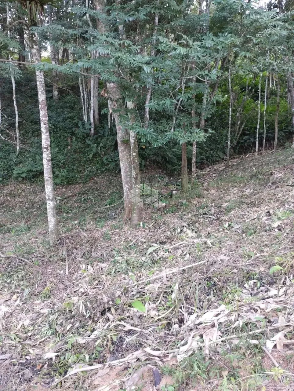 Terreno no bairro Forquilhas, em São José - SC