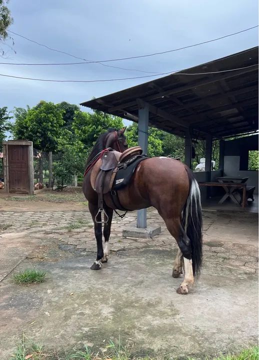 Cavalo Mangalarga Marchador - Foto 2