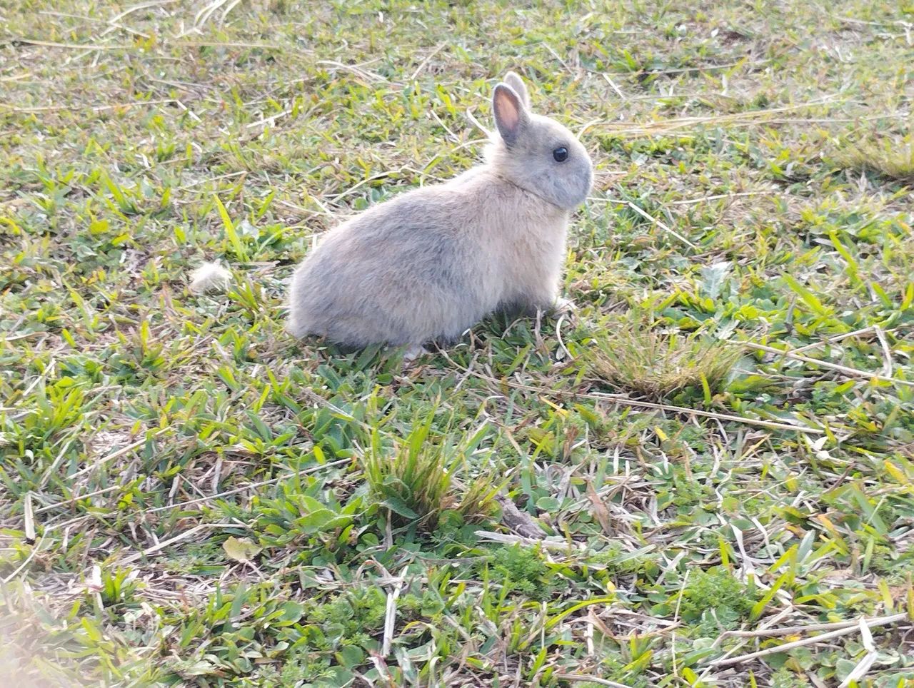 Coelhos Netherland e mini Lop - Foto 2