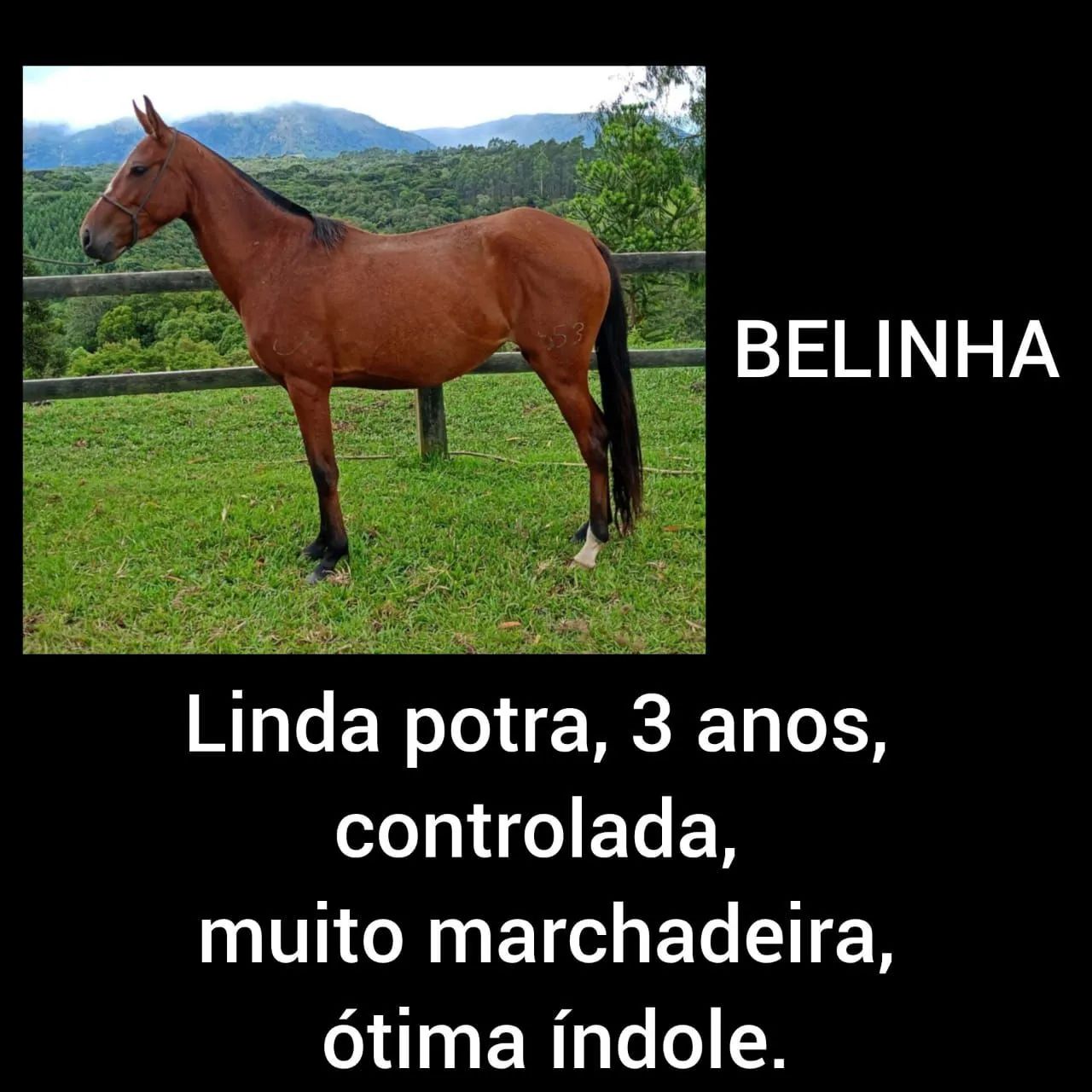 CAVALOS, EGUAS MANGALARGA MARCHADOR - Foto 5