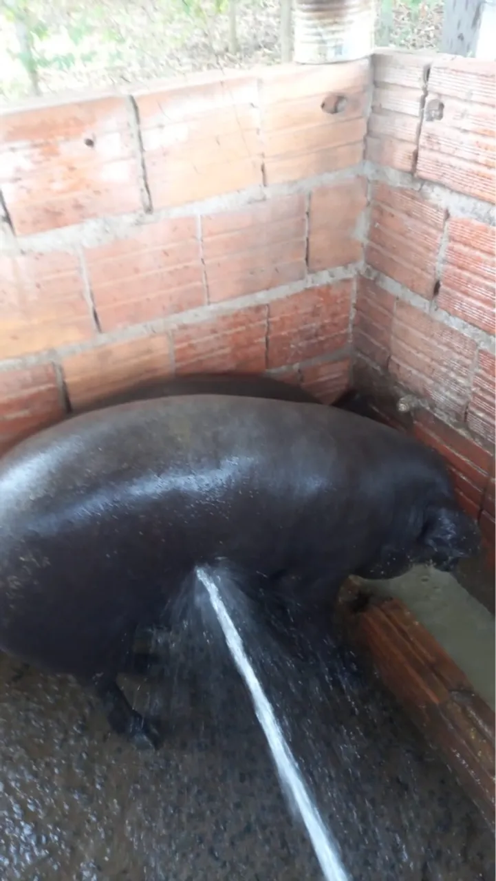 Porco para venda