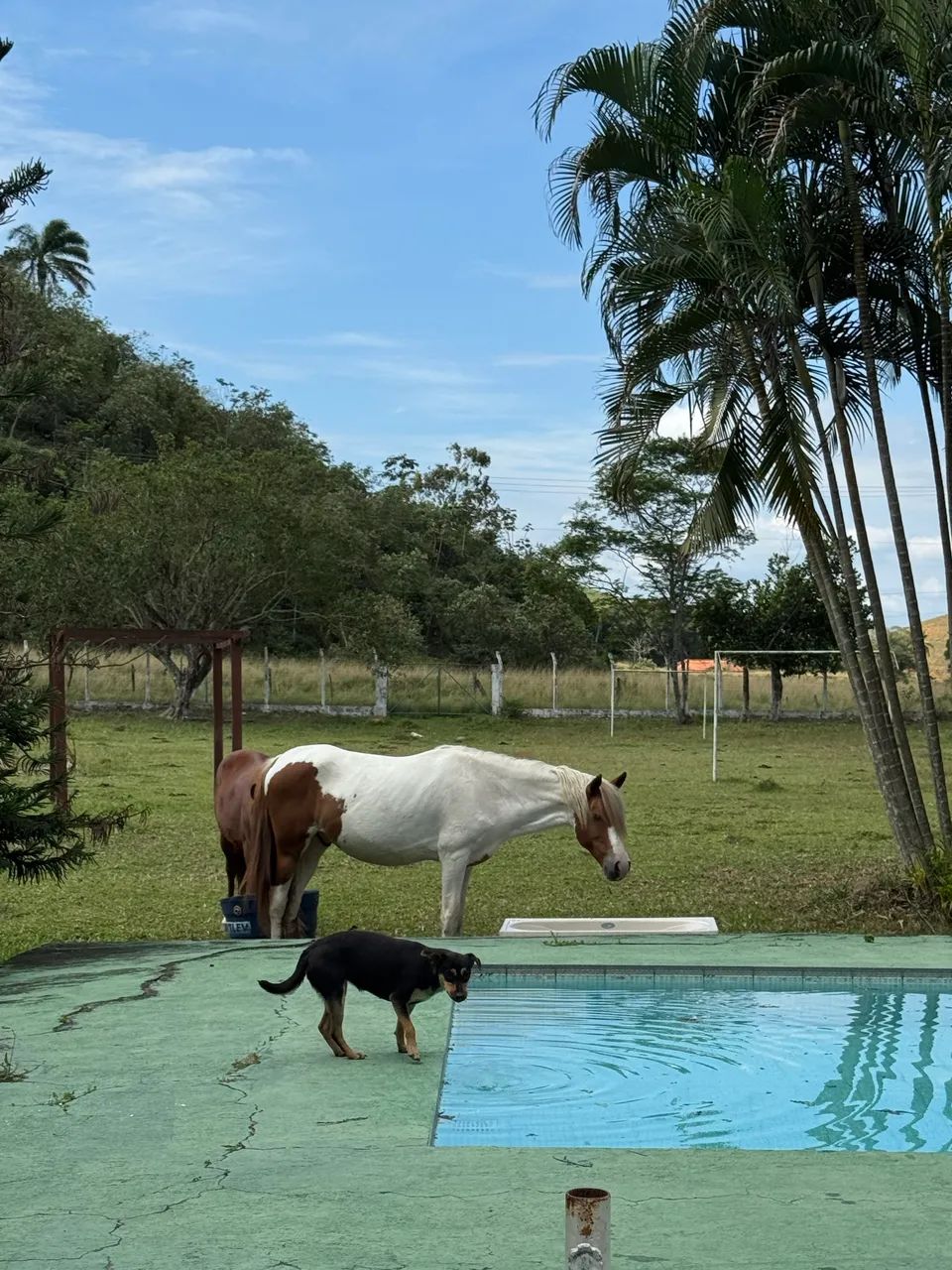 Cavalo castrado marcha batida - Foto 3