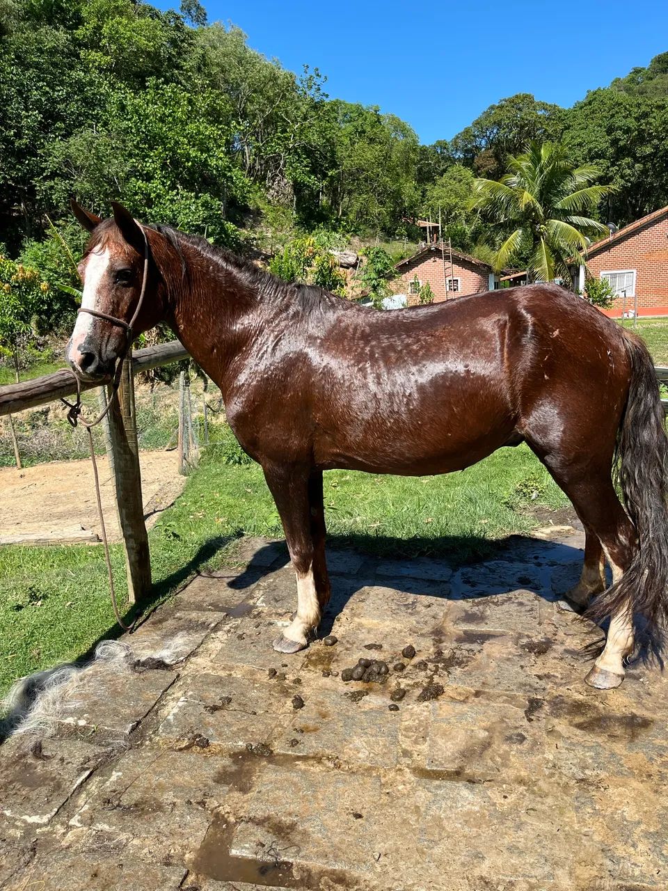 Cavalo marcha picada! - Foto 2