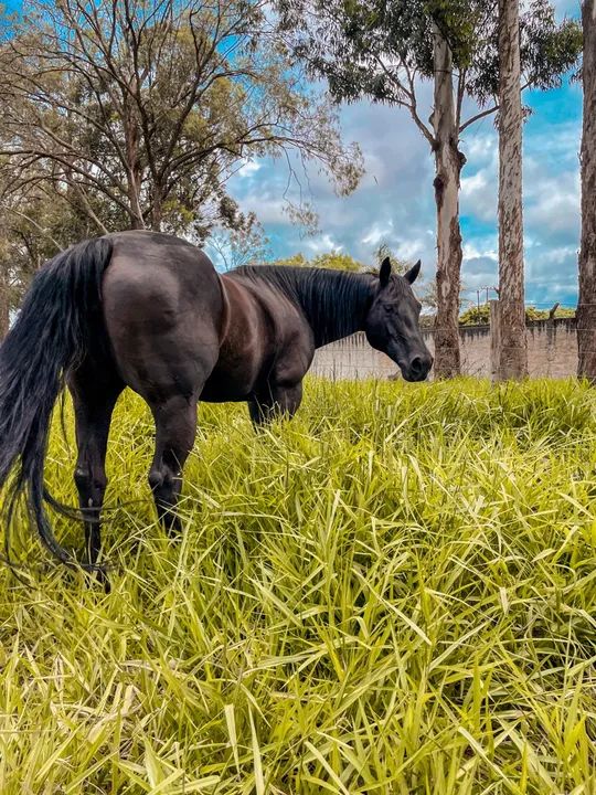 Vendo Égua Quarto de Milha  - Foto 4