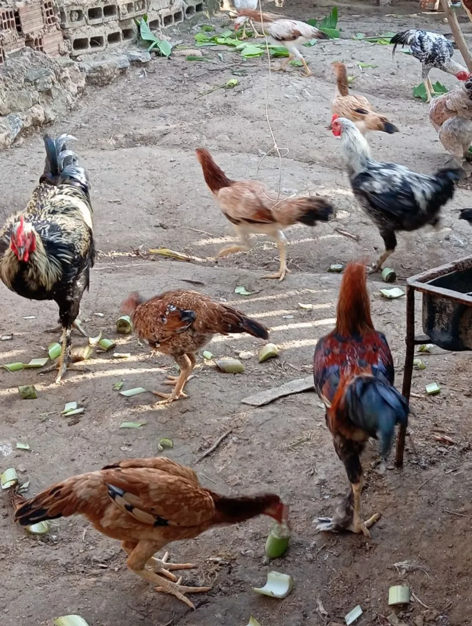 Galinhas e Galos para venda