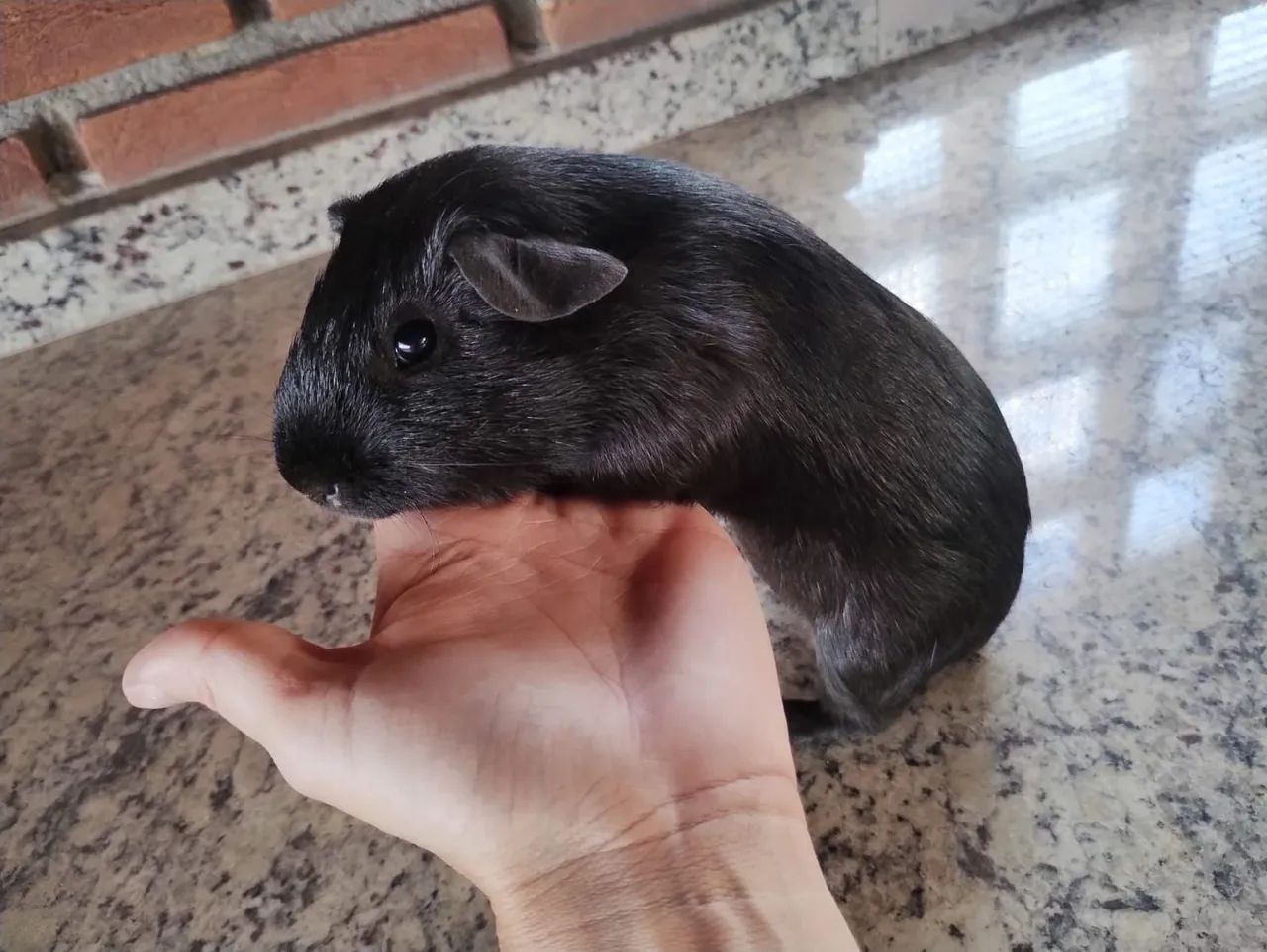 Porquinho da Índia Macho Inglês  - Foto 3