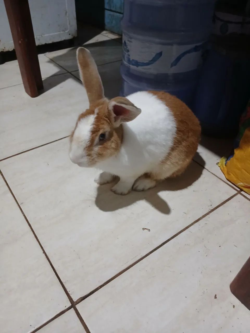 Estou vendendo este coelho Pet totalmente domesticado.  - Foto 3