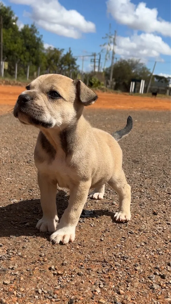 American bully X stafforshire