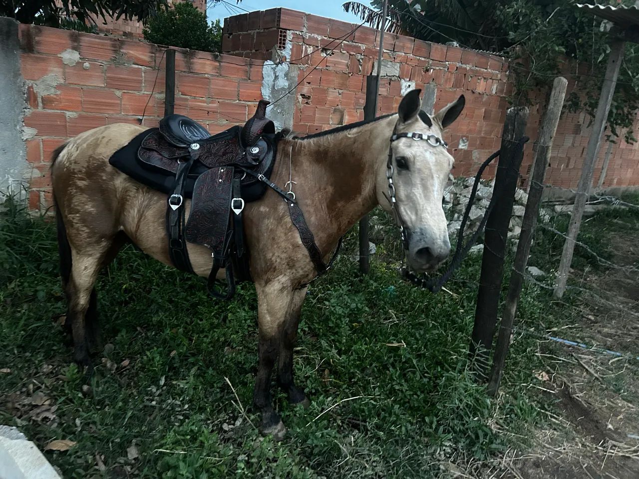 Cavalo quarto de Milha  - Foto 2