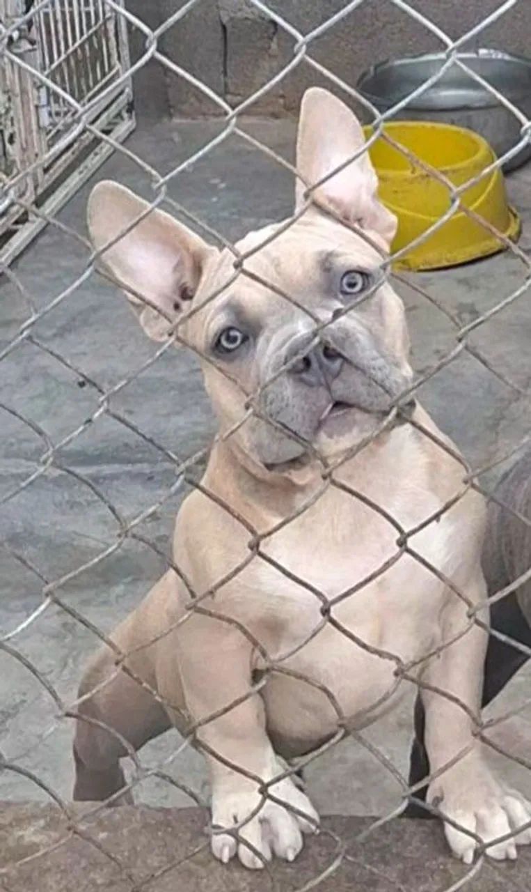 Filhote Exotic Bully