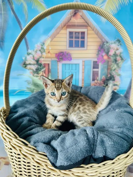 Bengal Macho Brown Marcado - Foto 2