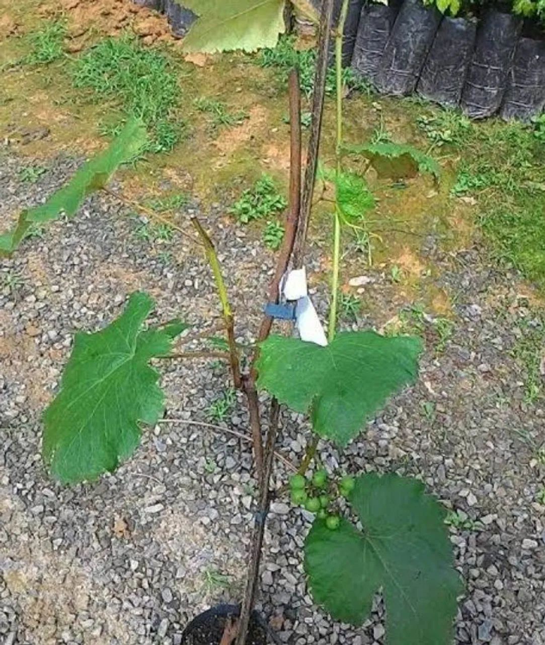 Muda de uvas  - Foto 3