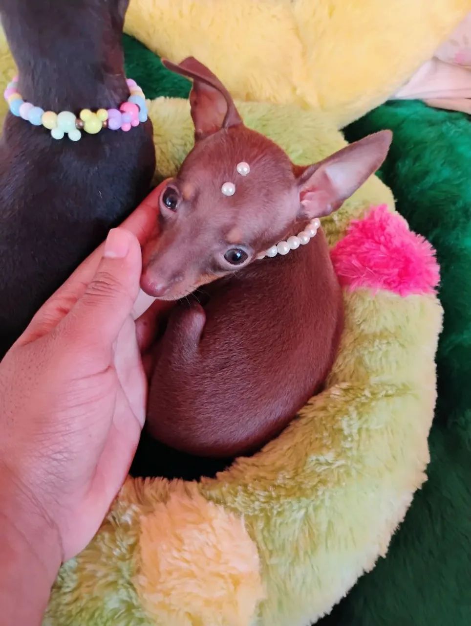 Micro Pinscher Fêmea 00 - Alto padrão  - Foto 2