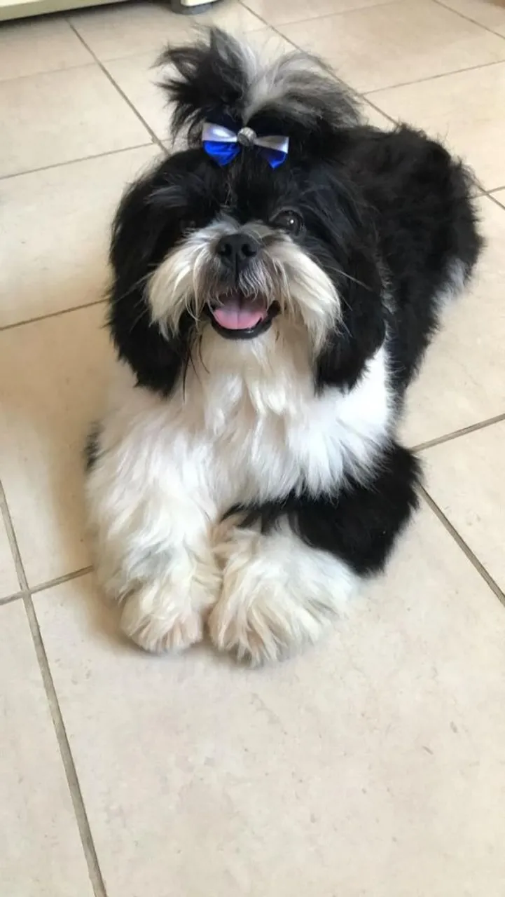 Vendo filhotes de shih-tzu