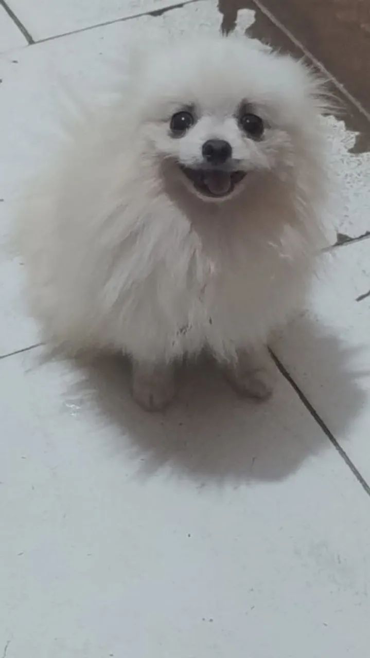 Spitz Alemão - Foto 2