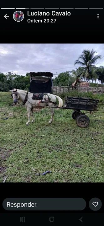 Cavalo c/ carroça e arreios - Foto 2