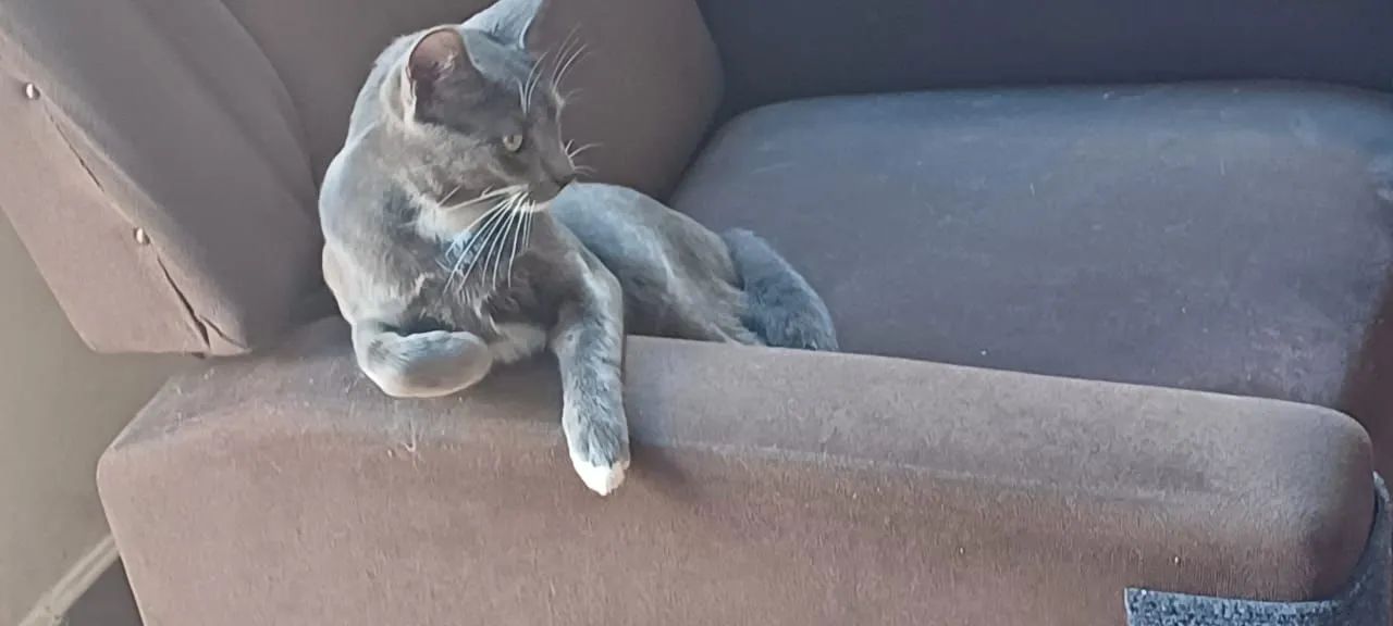 Gato cinza lindo para adoção - Foto 4