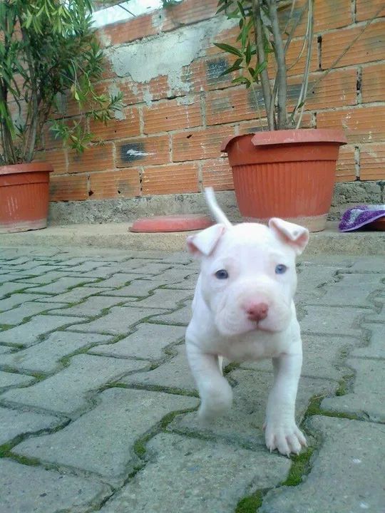 Filhote de Pitbull branquissimo 