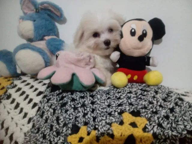 Lindos filhotes maltes cãozinho ideal para apto, crianças  - Foto 2