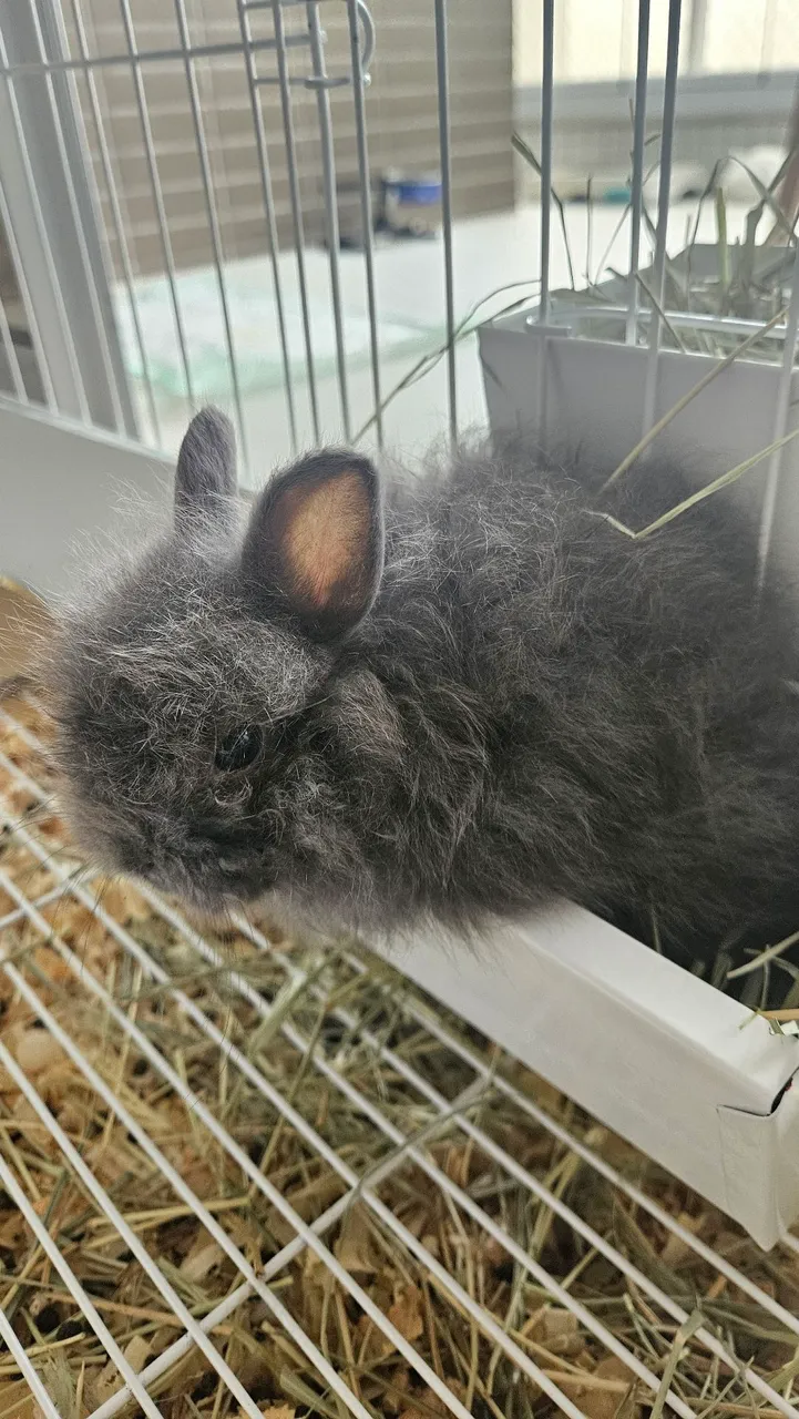 Coelho anão PET + Gaiola