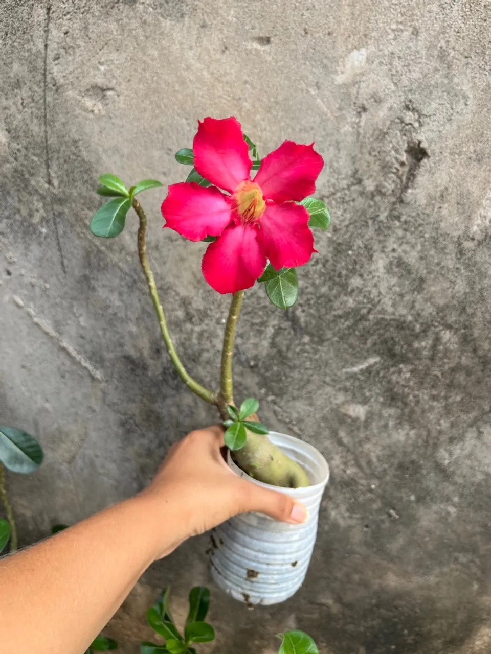 Rosa do deserto comum