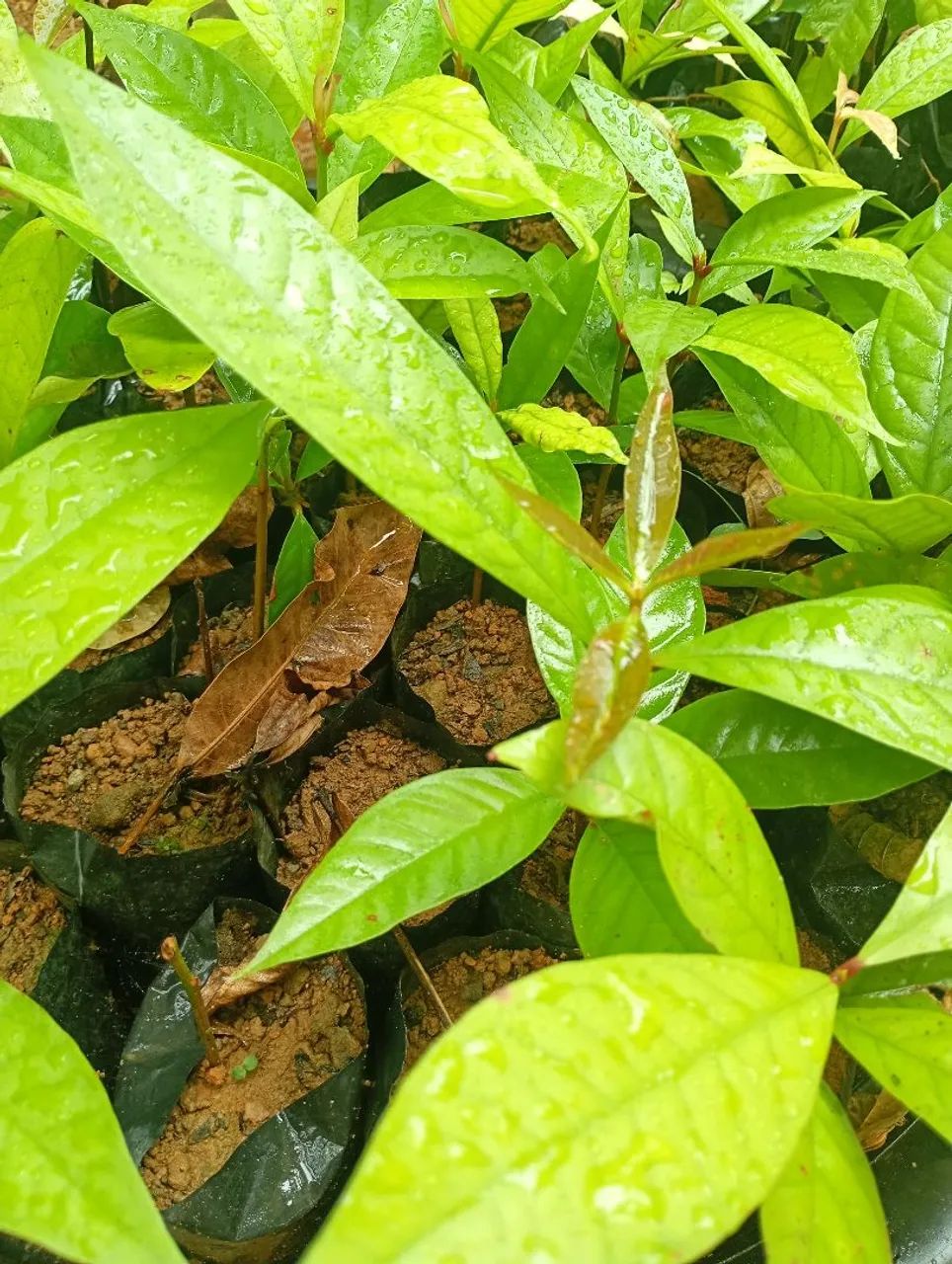 Mudas de jambo vermelho  - Foto 4