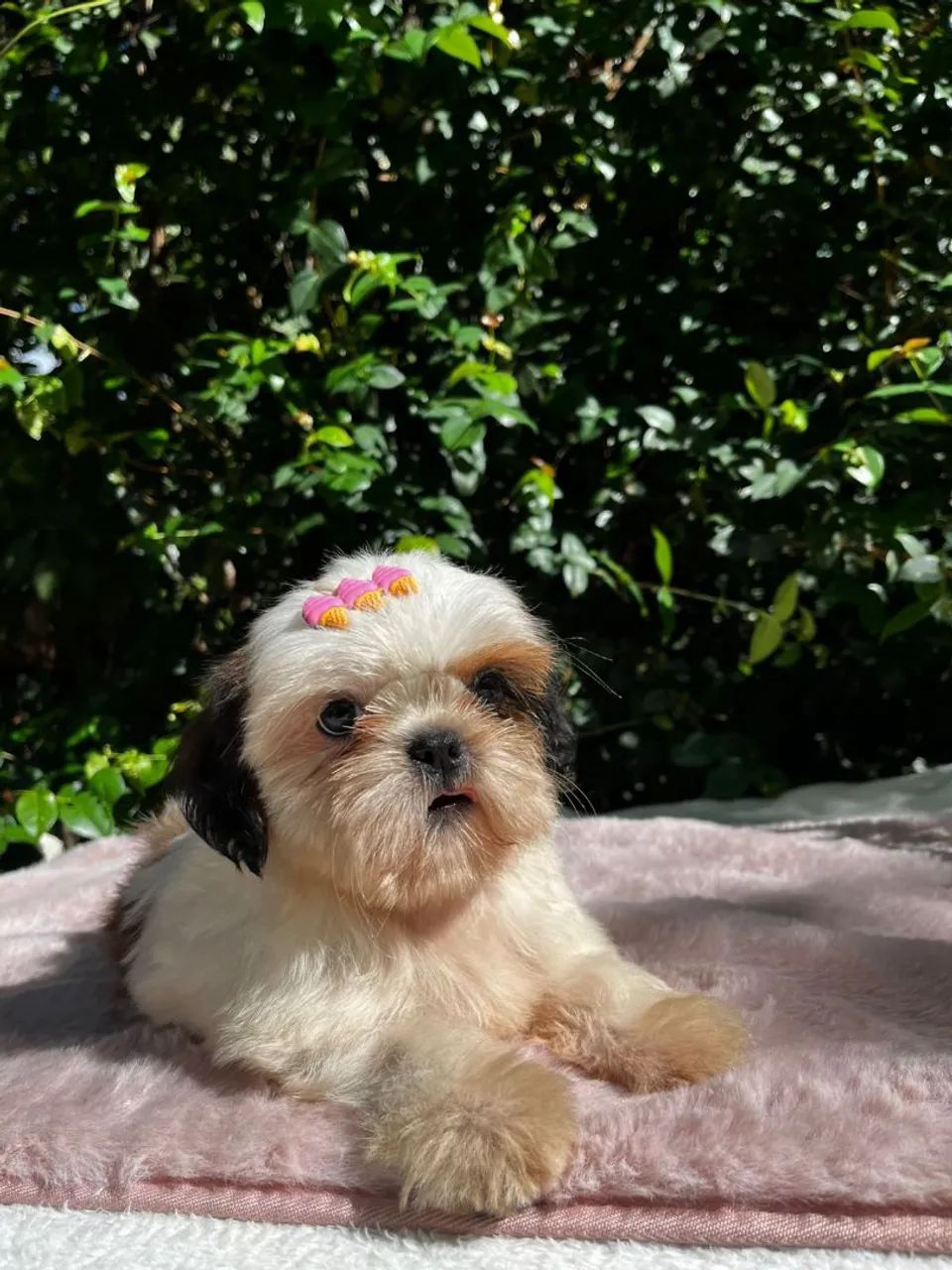 Fêmea de shih-tzu disponível !! - Foto 3