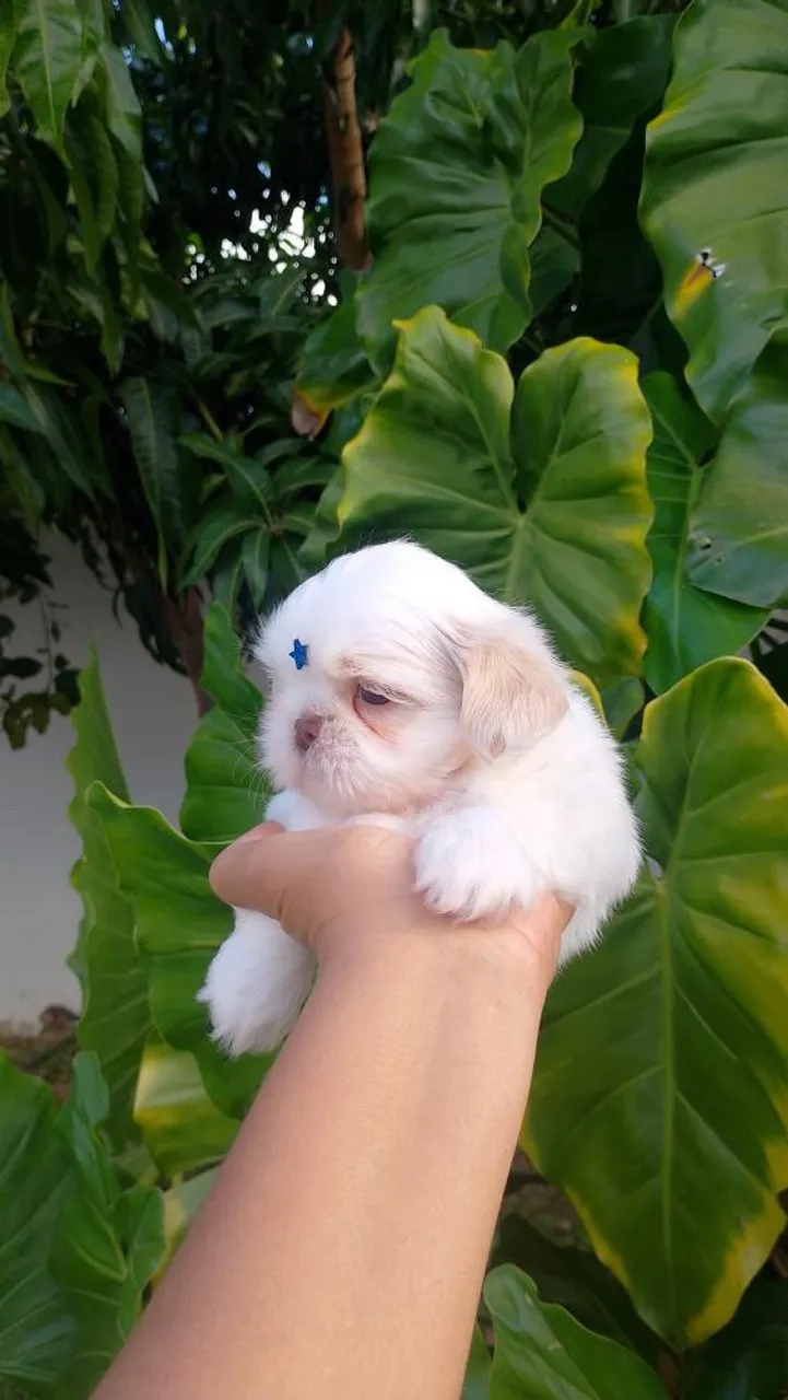 Filhote de Shih tzu macho branco