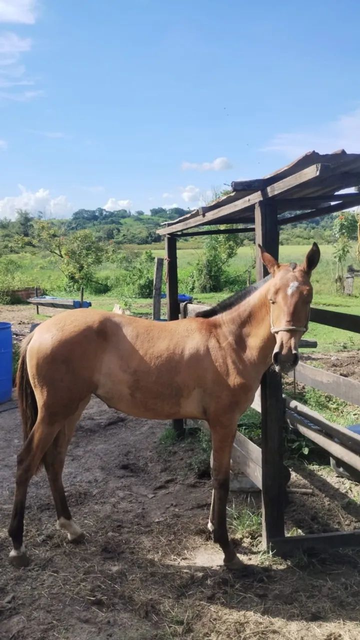 Potra Argentina  - Foto 3