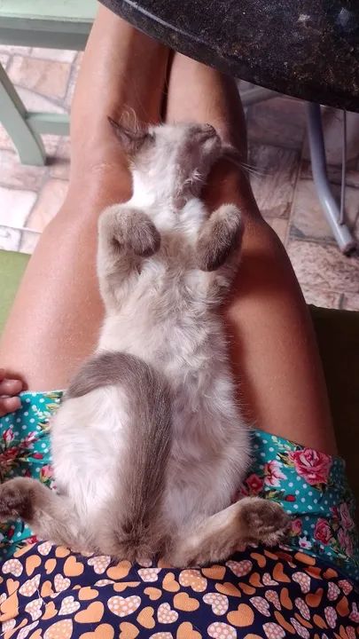 Gatinho Siamês disponível para adoção (castração garantida) - Foto 2