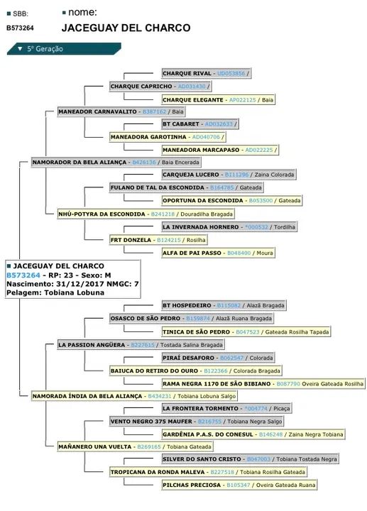 Cavalo crioulo  - Foto 6
