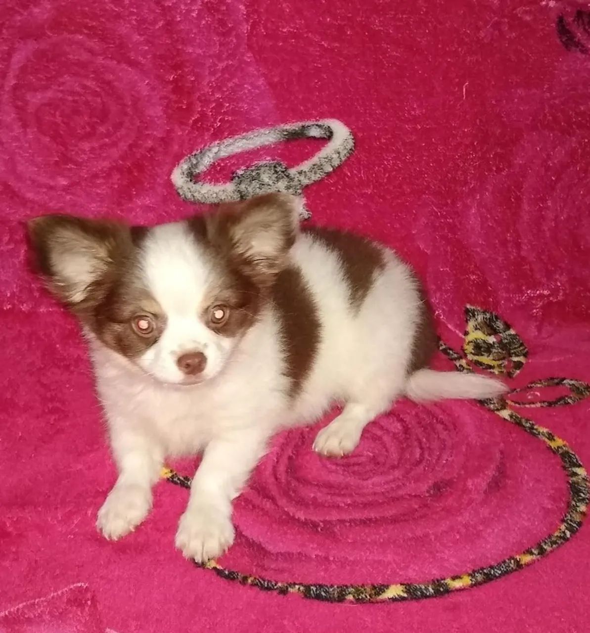 Chihuahua com pedigree 