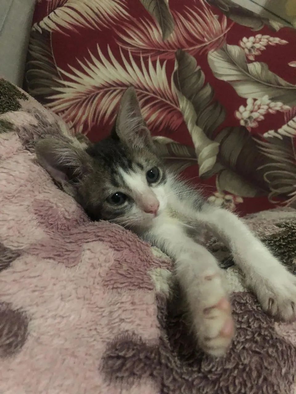 Gatinhas abandonadas mais unidas - Foto 4