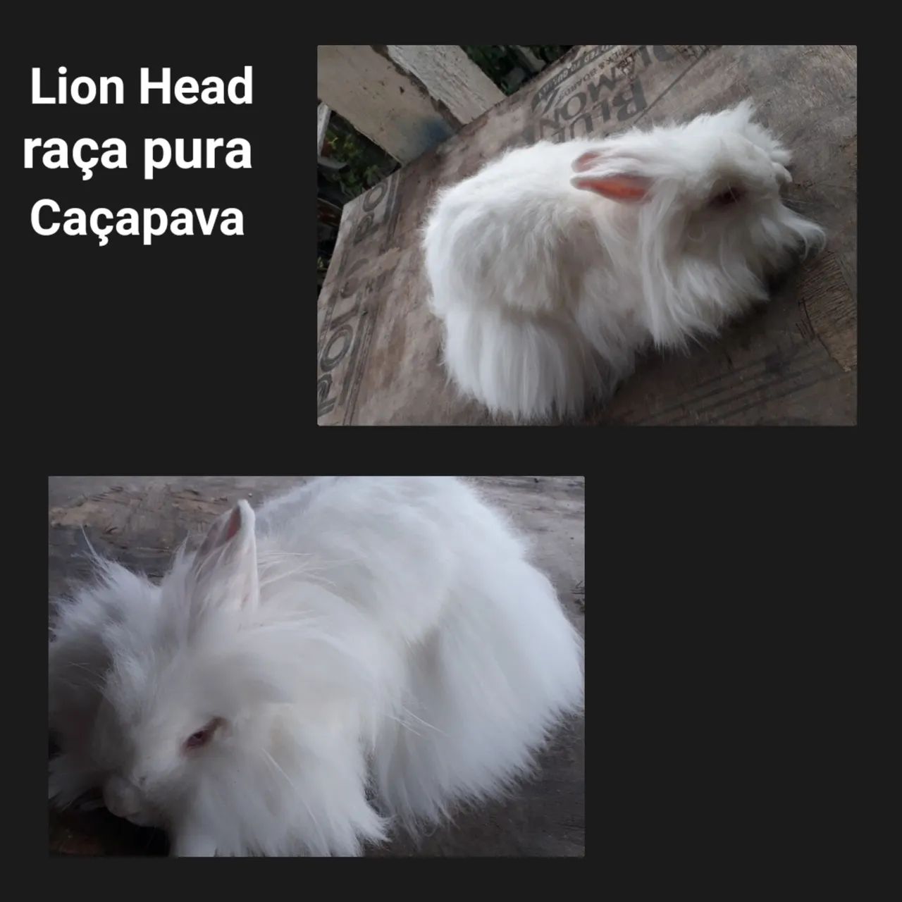 Coelho  Lion Head raça pura albinos 