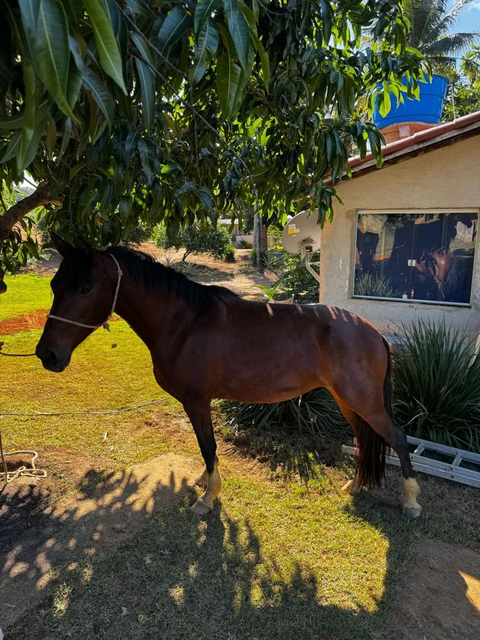 Cavalo para agropecuária