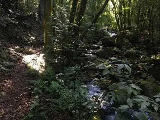 Aptidão para manejo florestal, 1.210 hectares em Nova Ubiratã-MT