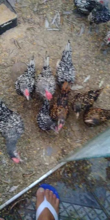 Franguinhos de Sebrith prata e dourado  - Foto 2