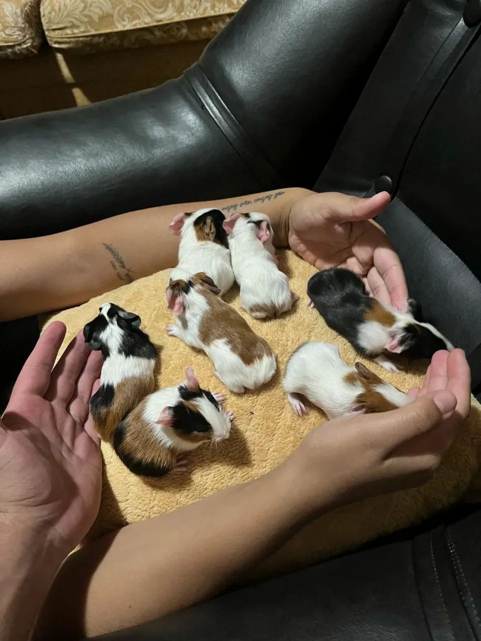 Doa-se Porquinhos da Índia  - Foto 2