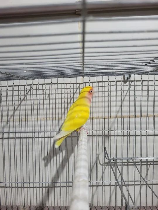 Lindo lutino - Foto 6