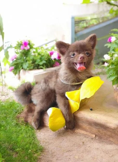 Sptiz Alemão chocolate /Lulu da Pomerânia  - Foto 5