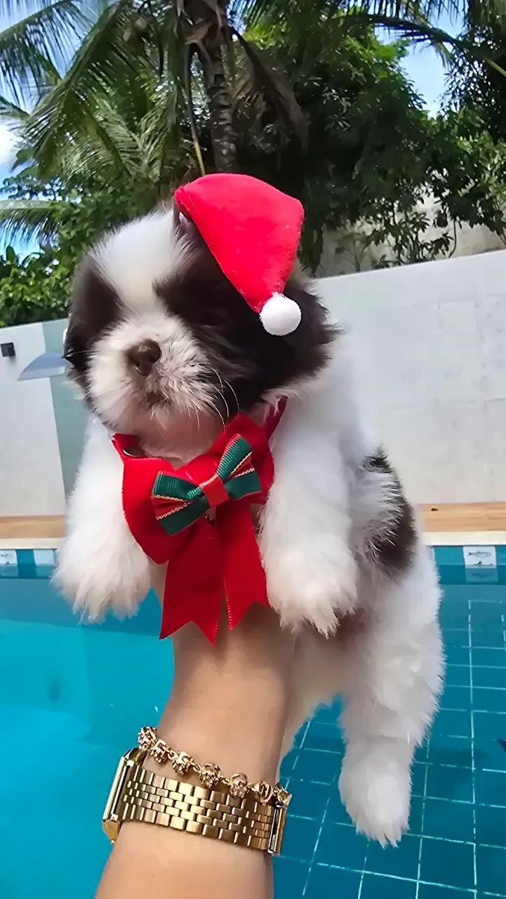 Shih tzu disponível para entrega . - Foto 5