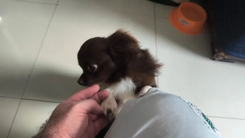Chihuahua  Chocolate Pelo Longo Macho - Foto 5