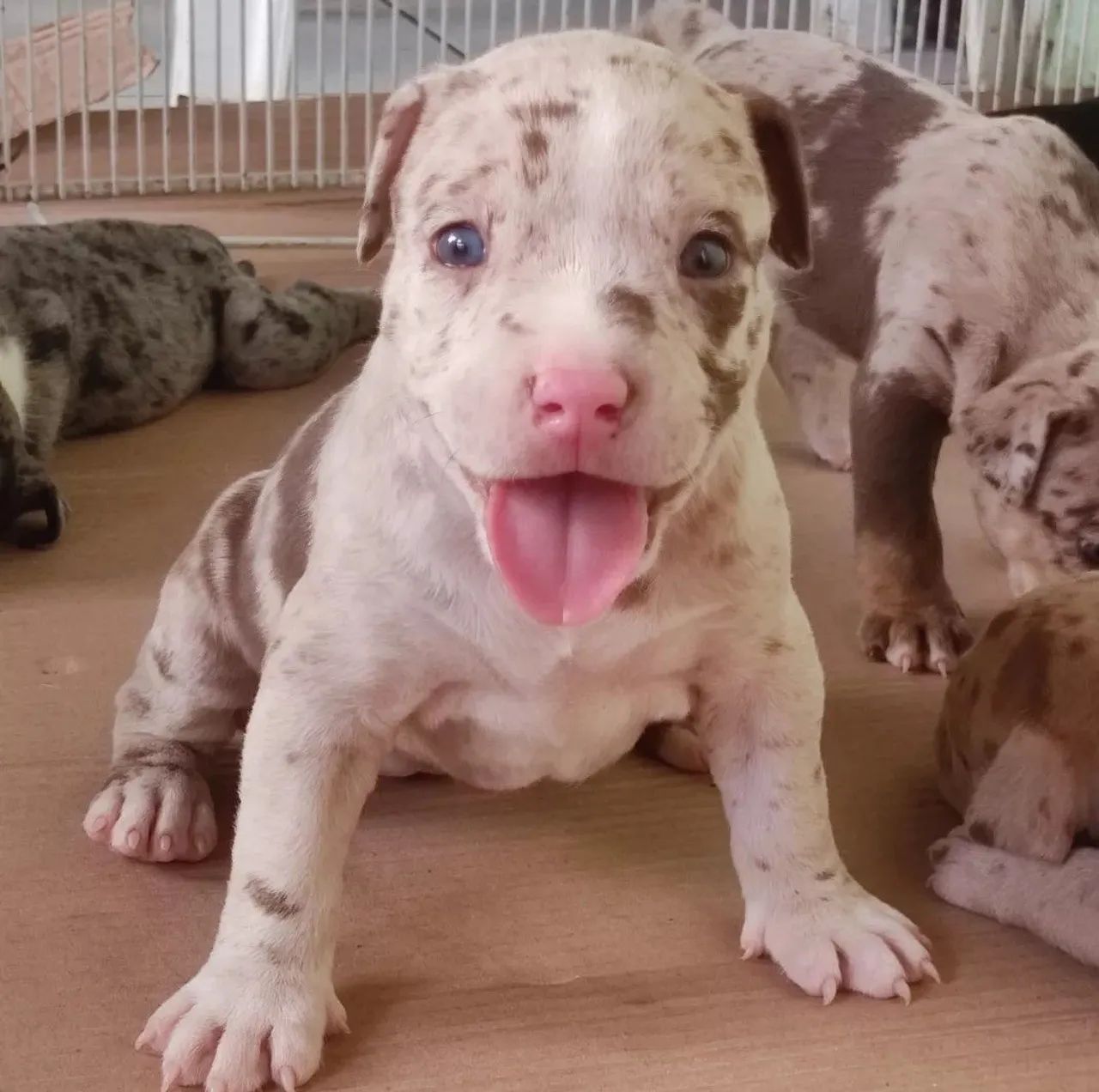 American bully exotic  - Foto 2