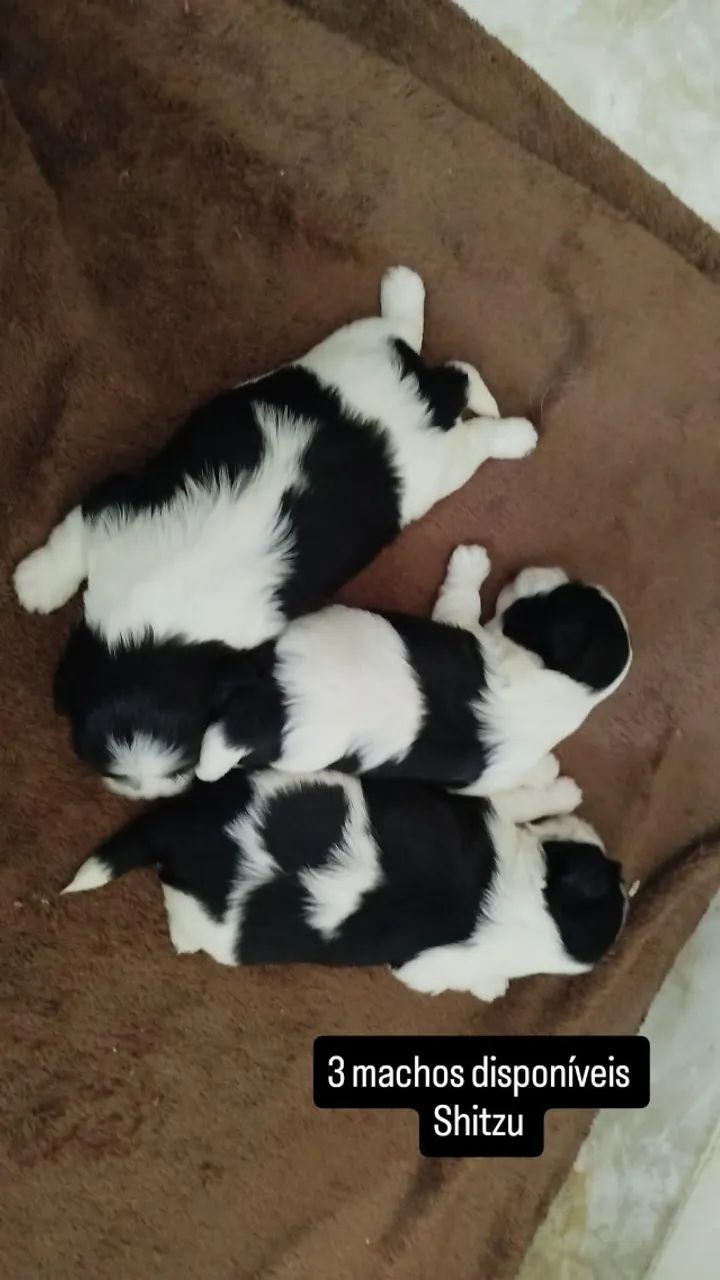 Filhotes de Shitzu  - Foto 2