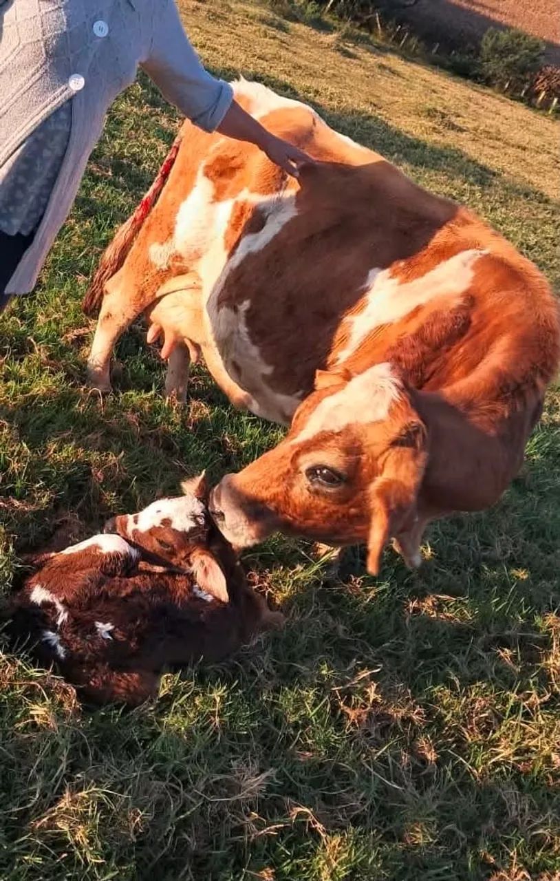 Mini pôneis e mini gado - Foto 2