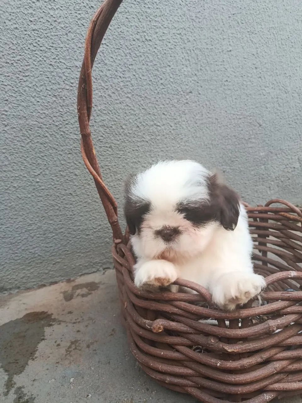 Shih Tzu  - Foto 5