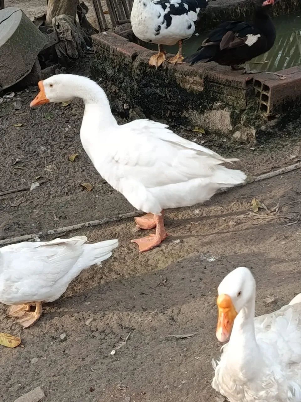 Gansos - Foto 2