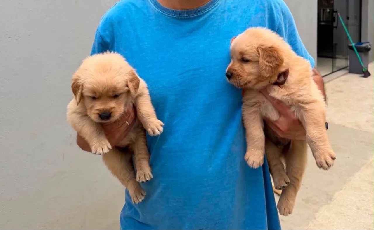Golden Retriever  - Foto 2