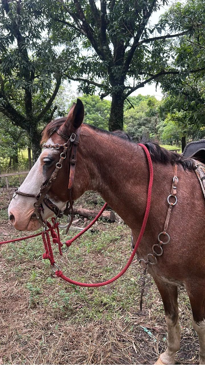 Cavalo marchador a venda 