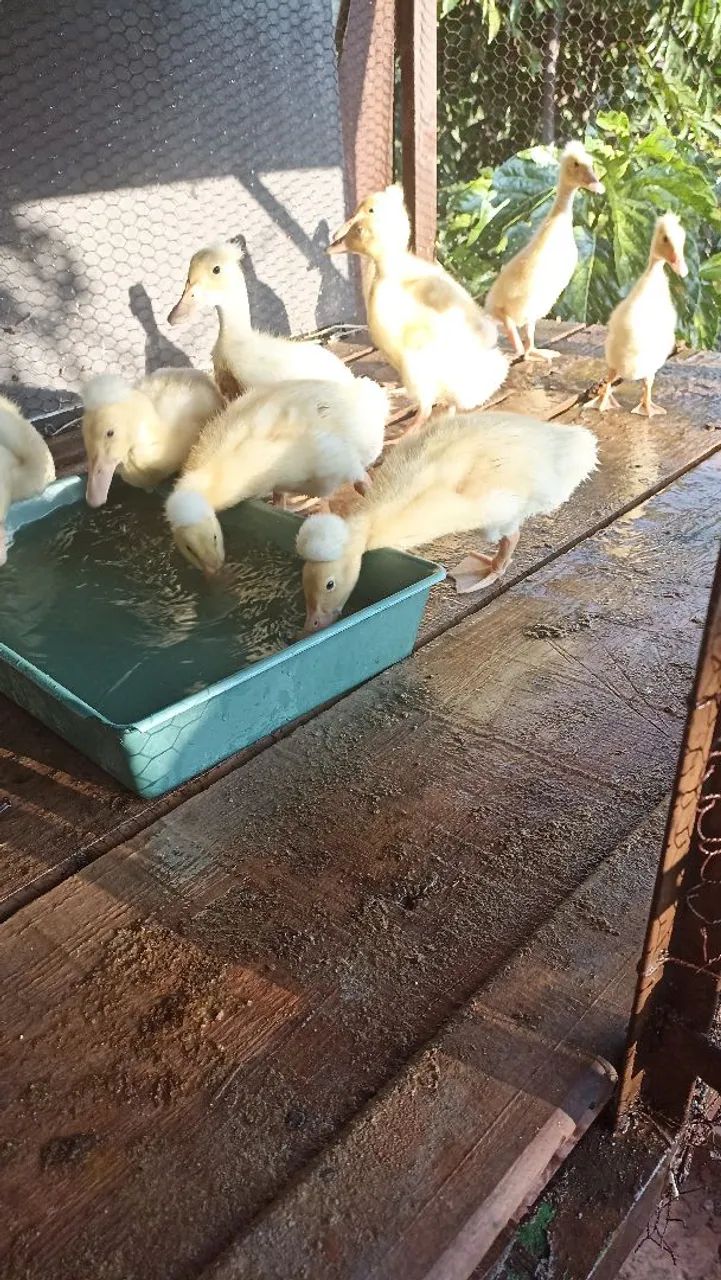 Vendo filhotes de marreco pompom 150 o casal   WhatsApp *  - Foto 2